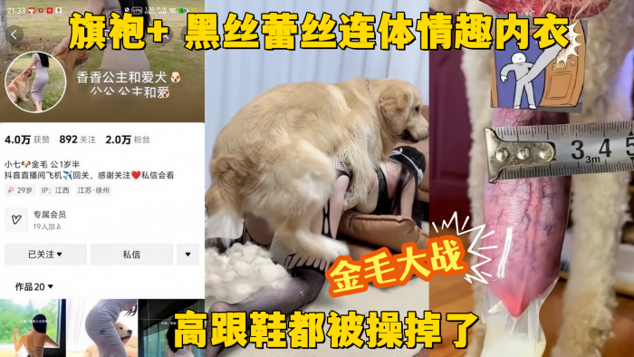 【金毛大战】抖音网红贱狗香香公主 旗袍+ 黑丝蕾丝连体情趣内衣 金毛大战  高跟鞋都被操掉了