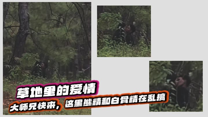 草地里的爱情，大师兄快来，这黑熊精和白骨精在乱搞